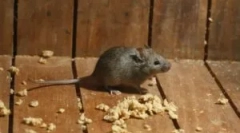 Jak pozbyć się myszy w prywatnym domu